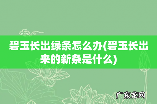 碧玉长出来的新条是什么 碧玉长出绿条怎么办