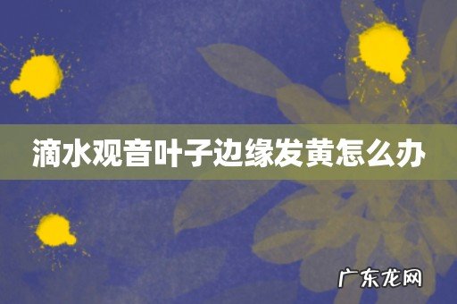 滴水观音叶子边缘发黄怎么办