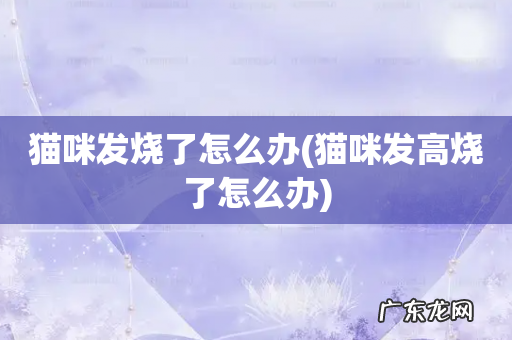 猫咪发高烧了怎么办 猫咪发烧了怎么办