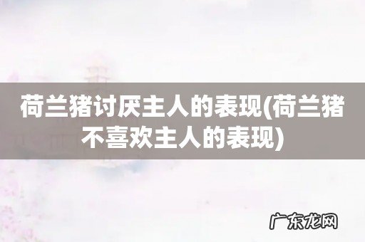 荷兰猪不喜欢主人的表现 荷兰猪讨厌主人的表现