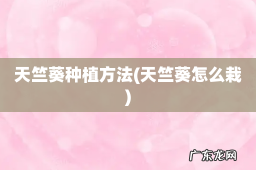 天竺葵怎么栽 天竺葵种植方法