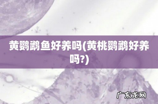 黄桃鹦鹉好养吗? 黄鹦鹉鱼好养吗