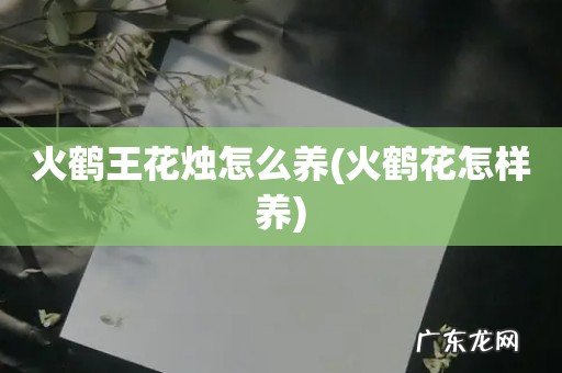 火鹤花怎样养 火鹤王花烛怎么养