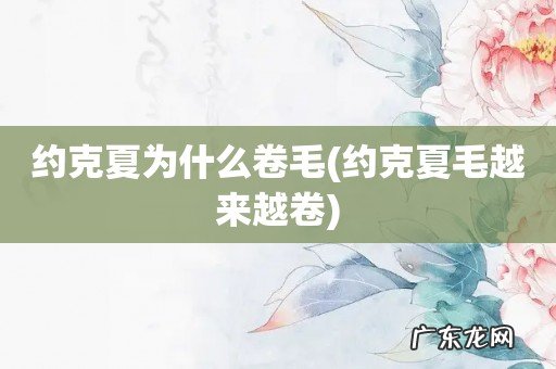 约克夏毛越来越卷 约克夏为什么卷毛