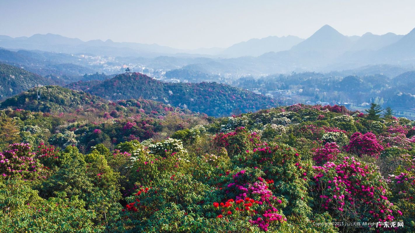 丹凤朝阳风水 飞凤朝阳风水是什么意思