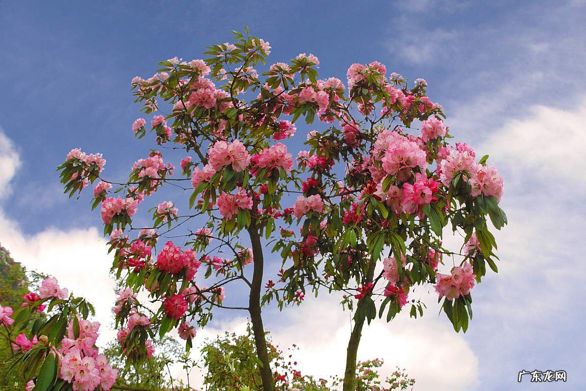 丹凤朝阳风水 飞凤朝阳风水是什么意思