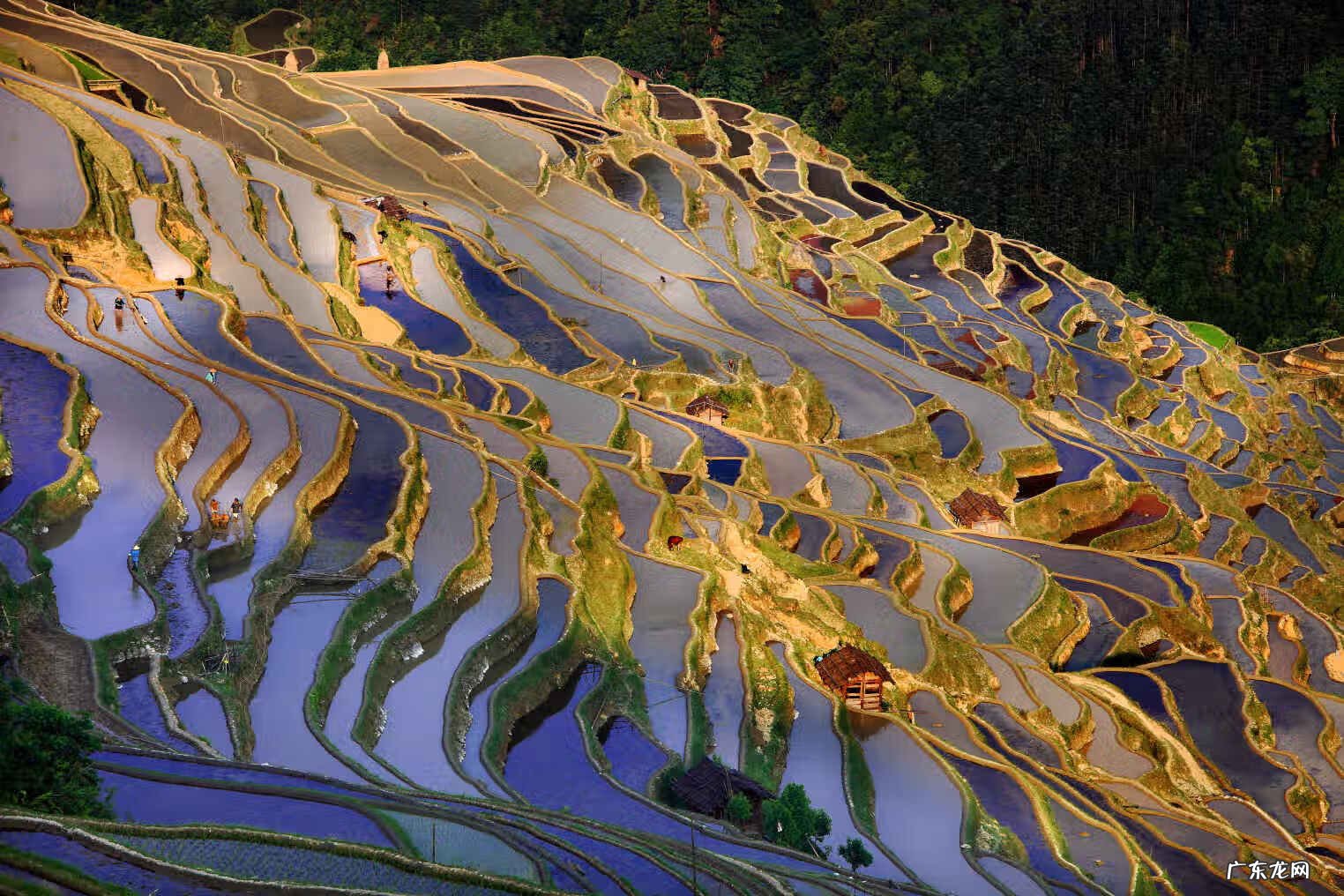 丹凤朝阳风水 飞凤朝阳风水是什么意思