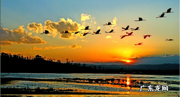 丹凤朝阳风水 飞凤朝阳风水是什么意思