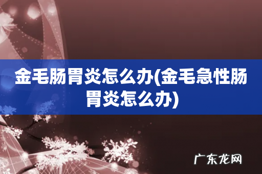 金毛急性肠胃炎怎么办 金毛肠胃炎怎么办