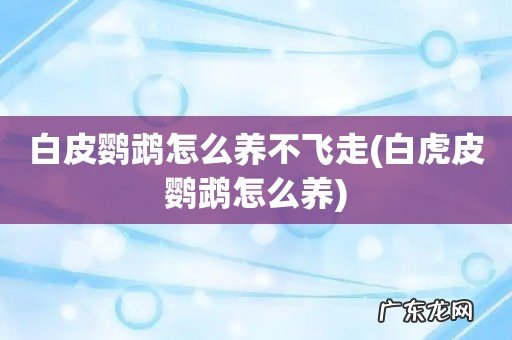 白虎皮鹦鹉怎么养 白皮鹦鹉怎么养不飞走