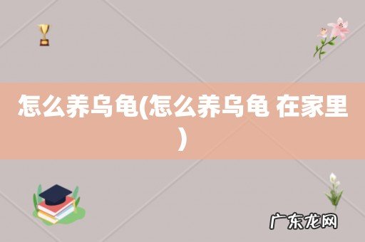 怎么养乌龟 在家里 怎么养乌龟