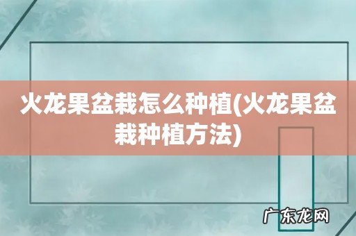 火龙果盆栽种植方法 火龙果盆栽怎么种植