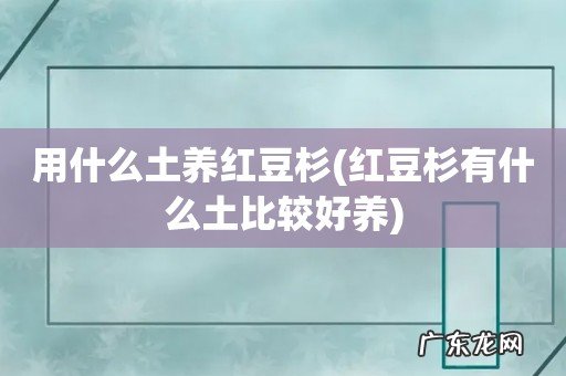 红豆杉有什么土比较好养 用什么土养红豆杉