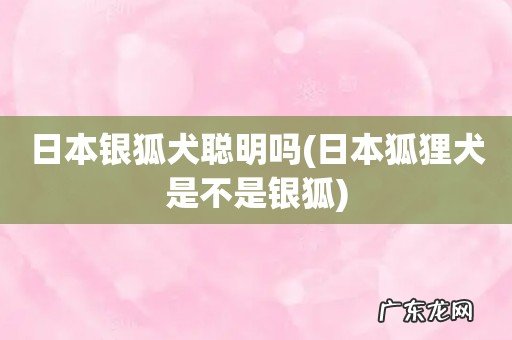 日本狐狸犬是不是银狐 日本银狐犬聪明吗
