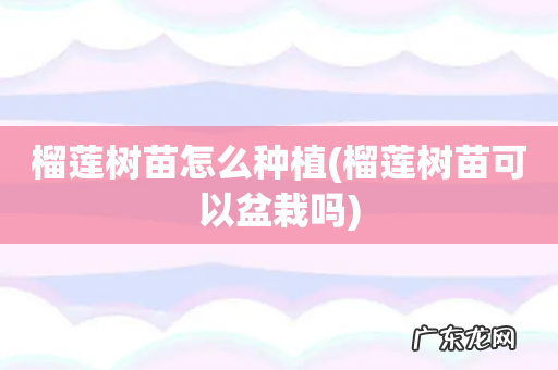 榴莲树苗可以盆栽吗 榴莲树苗怎么种植