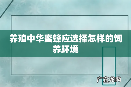 养殖中华蜜蜂应选择怎样的饲养环境