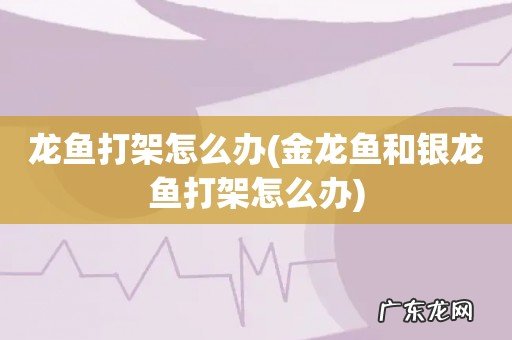 金龙鱼和银龙鱼打架怎么办 龙鱼打架怎么办