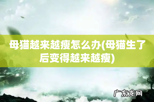母猫生了后变得越来越瘦 母猫越来越瘦怎么办
