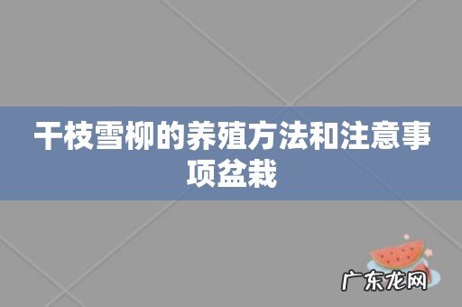 干枝雪柳的养殖方法和注意事项盆栽