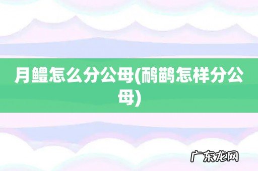 鸸鹋怎样分公母 月鳢怎么分公母