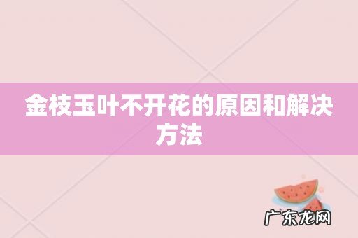 金枝玉叶不开花的原因和解决方法