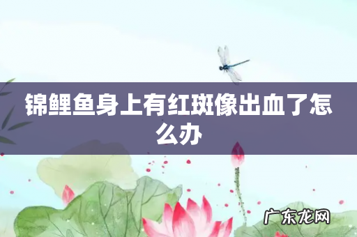 锦鲤鱼身上有红斑像出血了怎么办