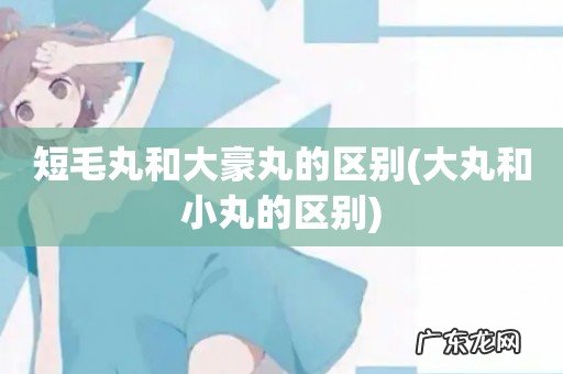 大丸和小丸的区别 短毛丸和大豪丸的区别