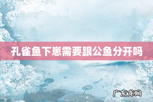 孔雀鱼下崽需要跟公鱼分开吗