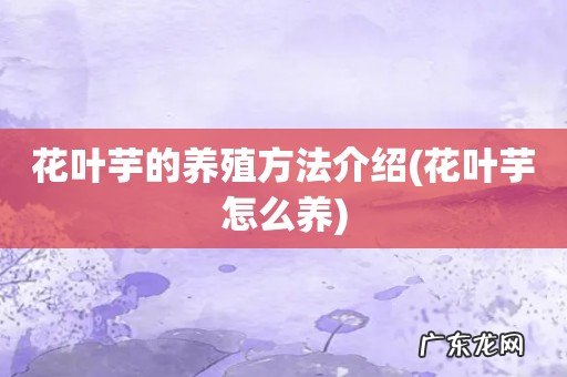 花叶芋怎么养 花叶芋的养殖方法介绍