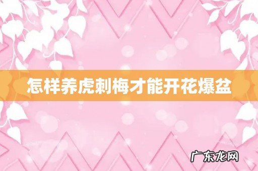 怎样养虎刺梅才能开花爆盆