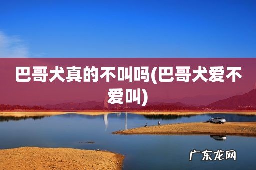 巴哥犬爱不爱叫 巴哥犬真的不叫吗