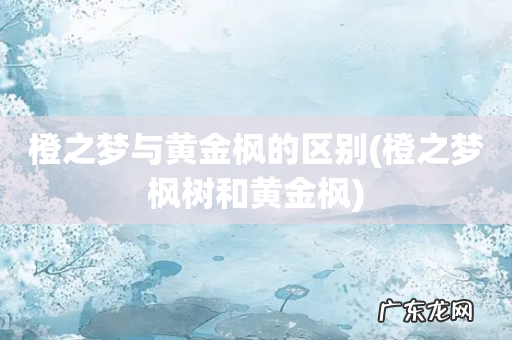 橙之梦枫树和黄金枫 橙之梦与黄金枫的区别