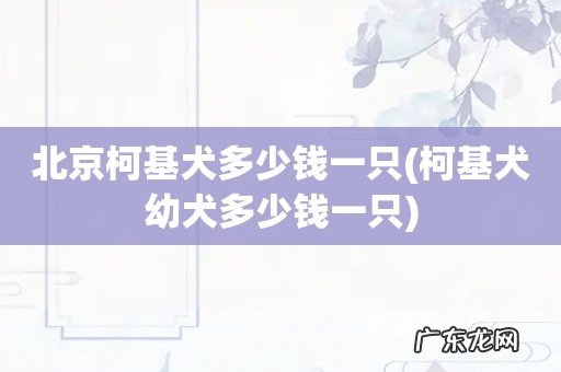 柯基犬幼犬多少钱一只 北京柯基犬多少钱一只
