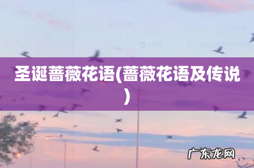 蔷薇花语及传说 圣诞蔷薇花语