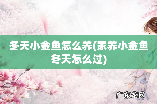 家养小金鱼冬天怎么过 冬天小金鱼怎么养
