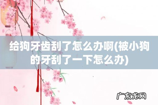 被小狗的牙刮了一下怎么办 给狗牙齿刮了怎么办啊