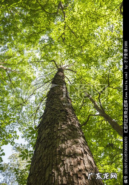 屋前种樟树影响风水吗 屋前樟树与风水