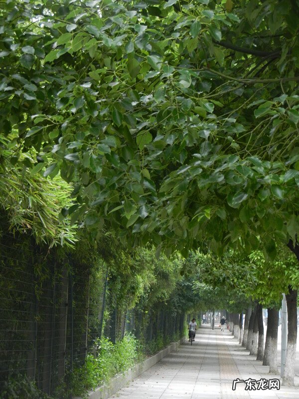 屋前种樟树影响风水吗 屋前樟树与风水