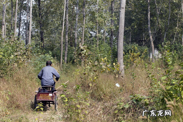 坟地前面有树的风水好不好 坟墓前有树风水好不好