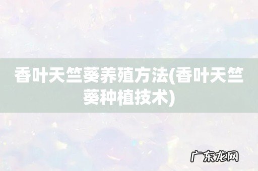 香叶天竺葵种植技术 香叶天竺葵养殖方法