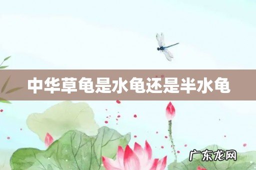 中华草龟是水龟还是半水龟