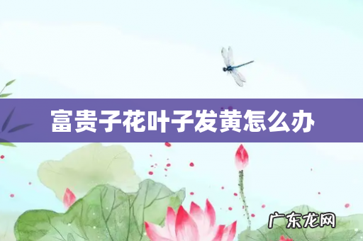 富贵子花叶子发黄怎么办