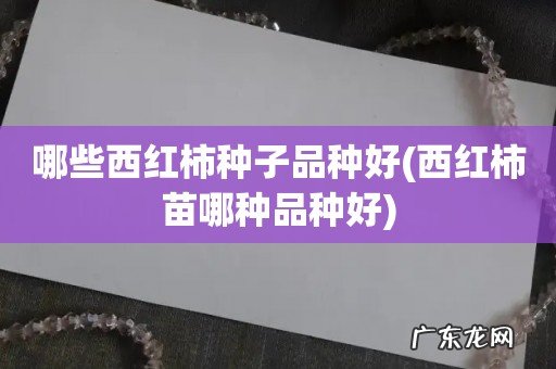 西红柿苗哪种品种好 哪些西红柿种子品种好
