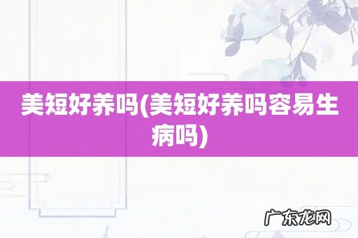 美短好养吗容易生病吗 美短好养吗