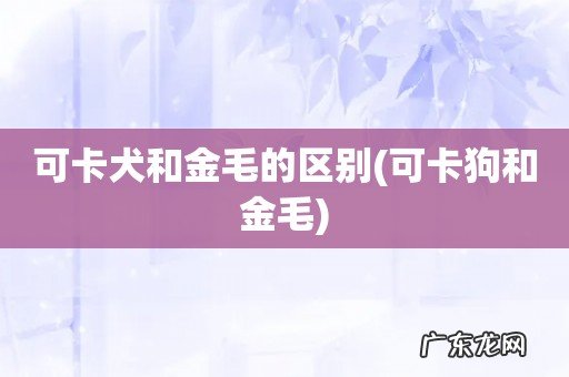 可卡狗和金毛 可卡犬和金毛的区别