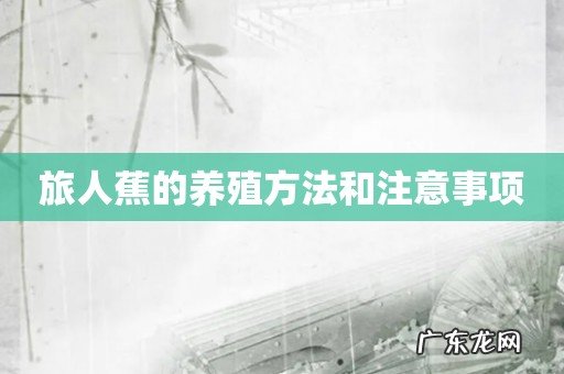 旅人蕉的养殖方法和注意事项