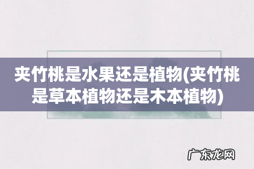 夹竹桃是草本植物还是木本植物 夹竹桃是水果还是植物