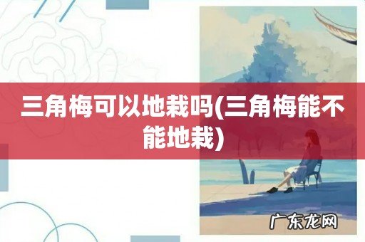 三角梅能不能地栽 三角梅可以地栽吗