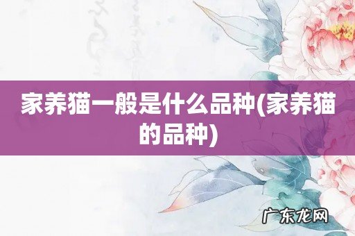 家养猫的品种 家养猫一般是什么品种