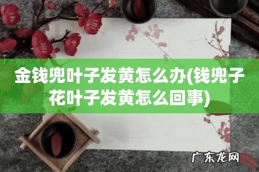 钱兜子花叶子发黄怎么回事 金钱兜叶子发黄怎么办